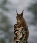 Ekorre i sn&ouml;v&auml;der