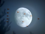 Fly me to the moon