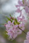 Azalea
