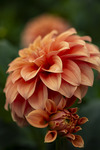 Dahlia