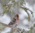 Poserar i Norrlänsk Snöig Natur...