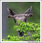 Blyg men &auml;nd&aring; lite nyfiken.