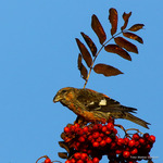 B&auml;ndelkorsn&auml;bb?