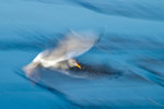 Blue Sea(gull)