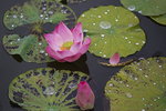 Lotus flowers