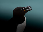 Razorbill