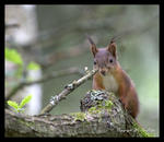 Den vanligtvis arga ekorren
