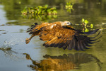 Black Collard Hawk