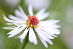 Aster