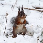 Ekorre i sn&ouml;fall