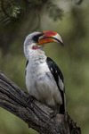 Von Der Decken's Hornbill