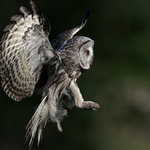 Med hopp om en ljus framtid