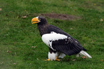 J&auml;ttehavs&ouml;rn (Haliaeetus pelagicus)