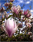 Magnolia