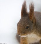 Portr&auml;tt av Paff