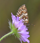 Sotn&auml;tfj&auml;ril