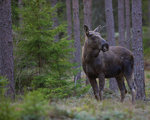 Fint besök på tjäderspelet