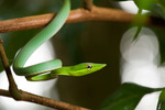 Grön snok, Tortuguero, Costa Rica