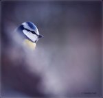 Bl&aring;mes i bl&aring;tt....