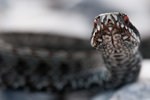 Huggorm ( Vipera Berus )