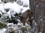 Ekorre i sn&ouml;fall(ses f&ouml;rstorad)