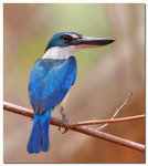 Collared Kingfisher