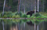 Björnen i ilfart utmed tjärnen.