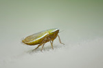 Planthopper