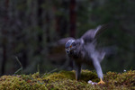 I m&ouml;rka skogen