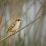 S&auml;vs&aring;ngare