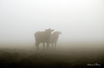 Kor inne i dimman...