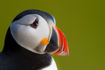 Puffinportrait