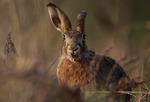 Hare