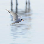 Silvertärna, motljus i skuggan av en ko