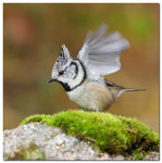 Tofsmes luftar vingarna!