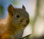 N&auml;rg&aring;nget