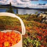 Cloudberries