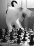 Schackmatt katt