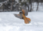 Flygposé i naturen, Lavskrikan