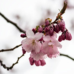 K&ouml;rsb&auml;rsblom