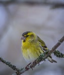 Eurasian siskin..