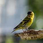 J&auml;garen och dess byte..