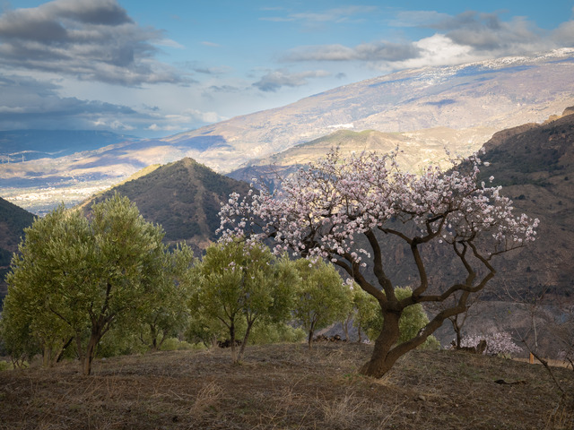 Mandelblom-olivträd och Sierra Nevada