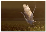 Great white egret