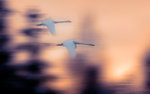 The evening flight,, ,