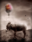Not even a colorful balloon will make a donkey smile