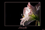 Amaryllis