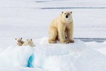 Isbjörnshona med två ungar