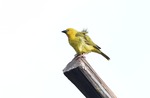 African Golden Weaver