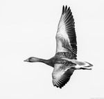 gr&aring;g&aring;s - B&W